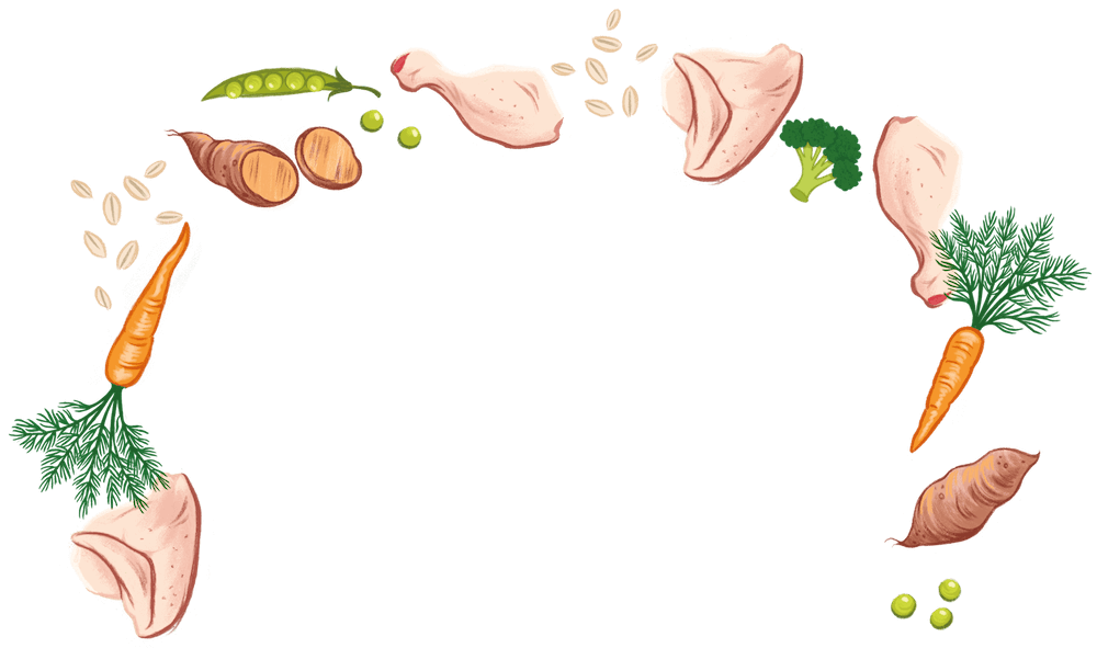 ingredients illustration